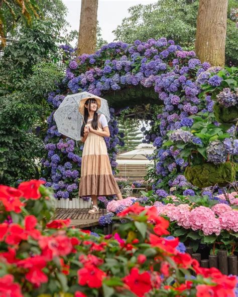 繡花球|2024繡球花季》全台12個繡球花景點 夢幻打卡全攻略